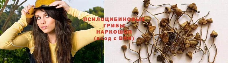 Псилоцибиновые грибы Psilocybe  Няндома 